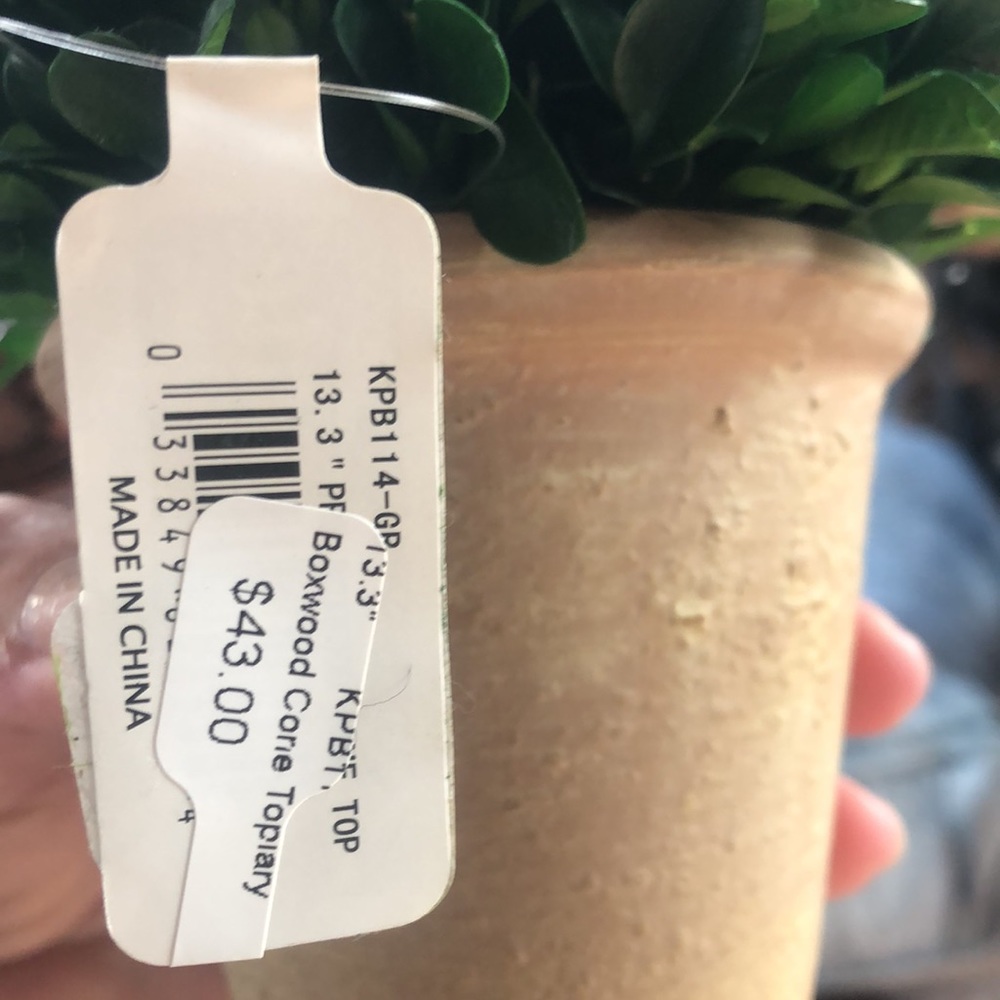 NWT boxwood cone topiary plant - Picture 4 of 6